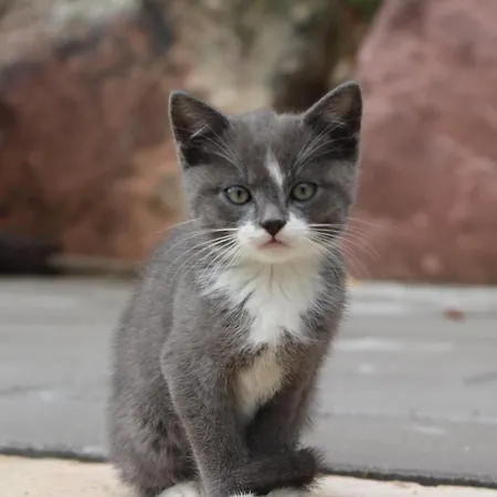 Obstgarten Apartment *