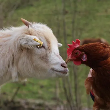 Apartment Obstgarten *