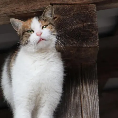 Obstgarten * Oberharmersbach