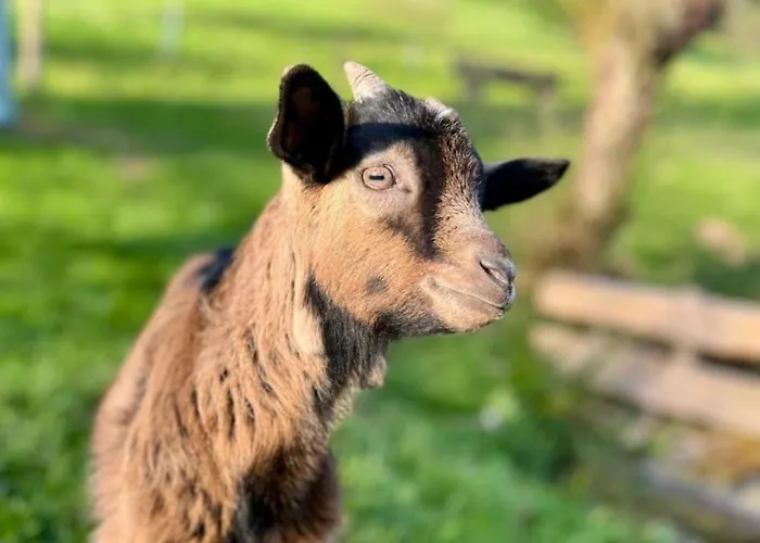 Obstgarten 아파트