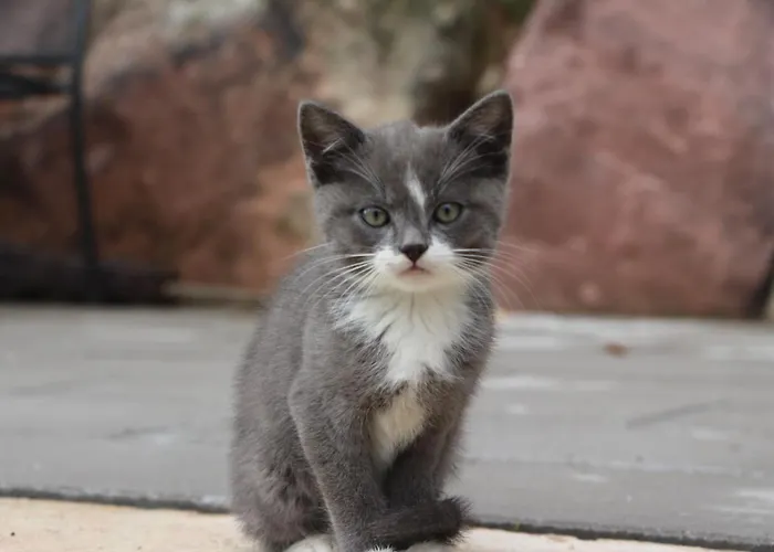 Obstgarten 아파트 *