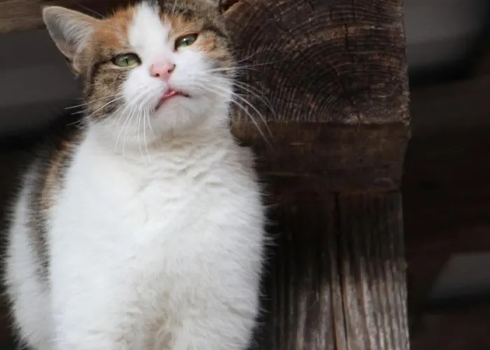 Obstgarten * 오베르하머스바크